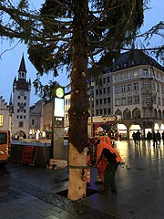 Um 6 Uhr begann man mit der Aufstellung des Christbaums aus Freyung-Grafenau auf dem Marienplatz (©Foto: Martin Schmitz)
